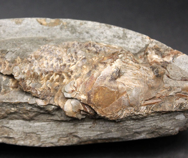 サービスプライス!母岩付きブラジル産の絶滅古代魚の化石、ラコレピス(Rhacolepis sp.)(その3)