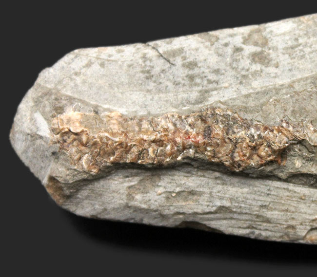 サービスプライス！母岩付きブラジル産の絶滅古代魚の化石、ラコレピス（Rhacolepis sp.）（その4）