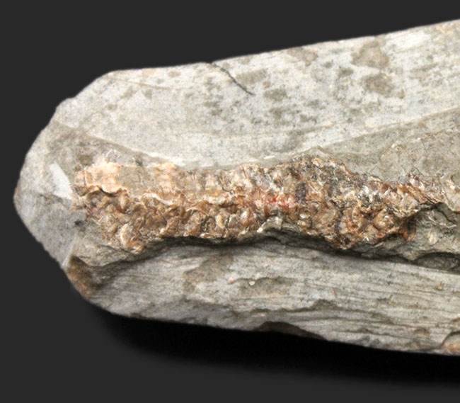 サービスプライス!母岩付きブラジル産の絶滅古代魚の化石、ラコレピス(Rhacolepis sp.)(その4)
