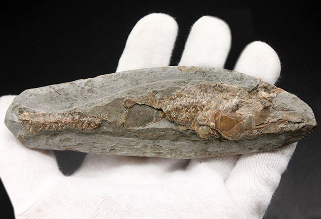 サービスプライス！母岩付きブラジル産の絶滅古代魚の化石、ラコレピス（Rhacolepis sp.）（その5）