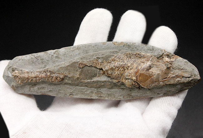 サービスプライス!母岩付きブラジル産の絶滅古代魚の化石、ラコレピス(Rhacolepis sp.)(その5)