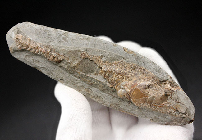 サービスプライス！母岩付きブラジル産の絶滅古代魚の化石、ラコレピス（Rhacolepis sp.）（その6）