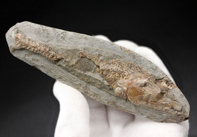 サービスプライス!母岩付きブラジル産の絶滅古代魚の化石、ラコレピス(Rhacolepis sp.)(その6)