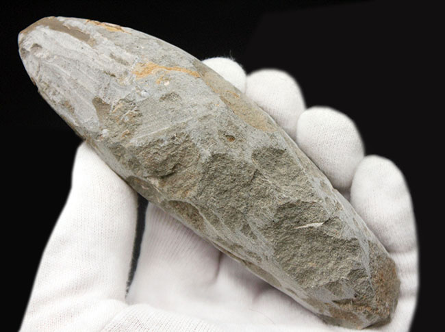 サービスプライス!母岩付きブラジル産の絶滅古代魚の化石、ラコレピス(Rhacolepis sp.)(その7)