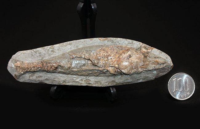 サービスプライス!母岩付きブラジル産の絶滅古代魚の化石、ラコレピス(Rhacolepis sp.)(その8)