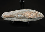 サービスプライス！母岩付きブラジル産の絶滅古代魚の化石、ラコレピス（Rhacolepis sp.）
