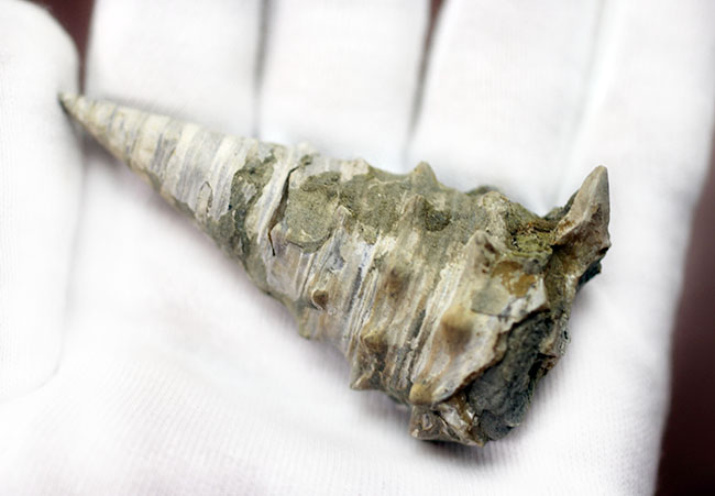 高品位!日本もかつては熱帯だった。それを示す証拠。絶滅巻き貝ビカリア(Vicarya sp.)(その3)