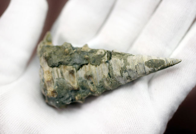 高品位!日本もかつては熱帯だった。それを示す証拠。絶滅巻き貝ビカリア(Vicarya sp.)(その6)