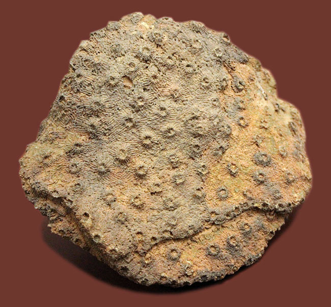 生きていた当時そのままで保存された デボン紀モロッコ産四放サンゴ アセルブラリア Acervularia Sp の上質標本 化石 販売