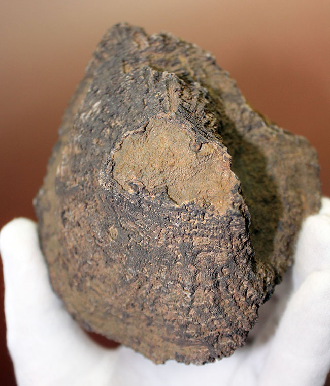 生きていた当時そのままで保存された、デボン紀モロッコ産四放サンゴ