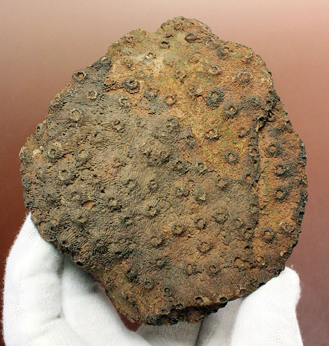 生きていた当時そのままで保存された、デボン紀モロッコ産四放サンゴ