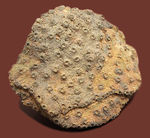 生きていた当時そのままで保存された、デボン紀モロッコ産四放サンゴ、アセルブラリア（Acervularia sp.）の上質標本