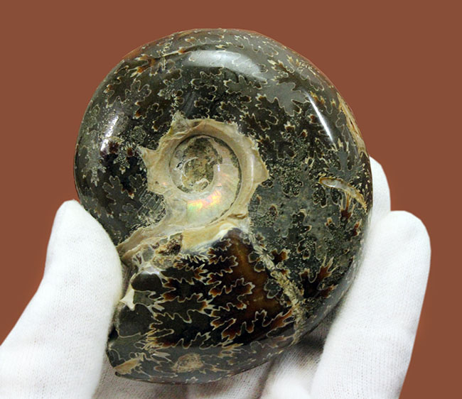 180グラムオーバー!厚みのあるマダガスカル産アンモナイト(Ammonite sp.)。菊の葉模様が全面を覆います。(その1)