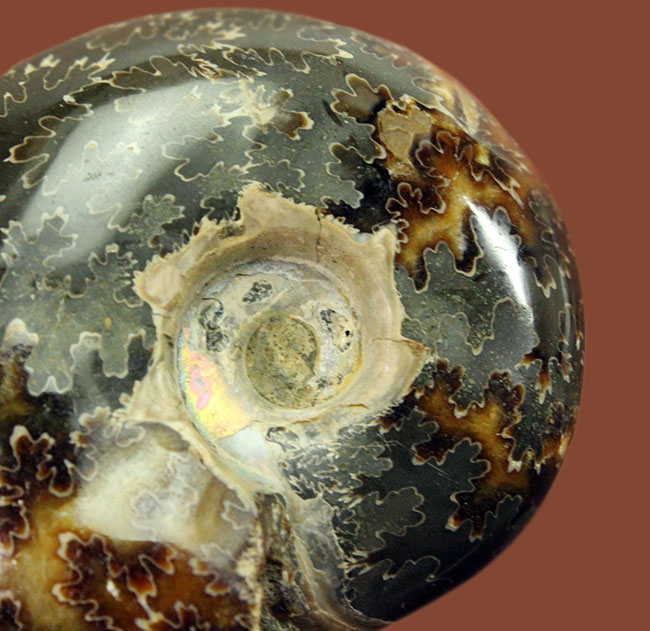 180グラムオーバー!厚みのあるマダガスカル産アンモナイト(Ammonite sp.)。菊の葉模様が全面を覆います。(その2)