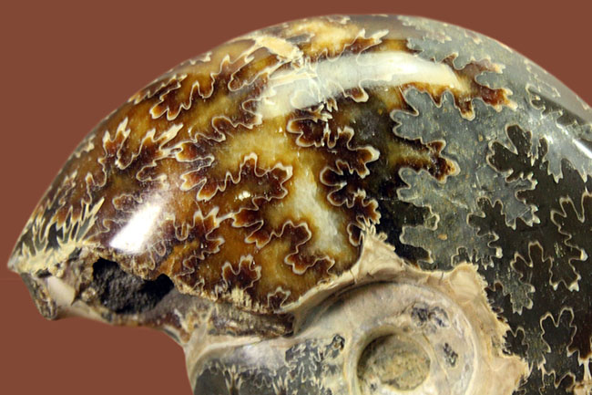 180グラムオーバー!厚みのあるマダガスカル産アンモナイト(Ammonite sp.)。菊の葉模様が全面を覆います。(その3)