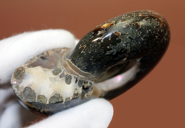180グラムオーバー!厚みのあるマダガスカル産アンモナイト(Ammonite sp.)。菊の葉模様が全面を覆います。(その4)