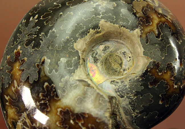 180グラムオーバー!厚みのあるマダガスカル産アンモナイト(Ammonite sp.)。菊の葉模様が全面を覆います。(その5)