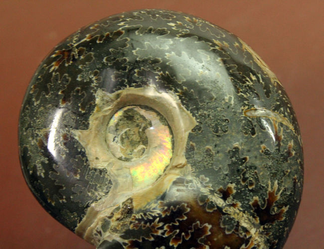 180グラムオーバー!厚みのあるマダガスカル産アンモナイト(Ammonite sp.)。菊の葉模様が全面を覆います。(その6)