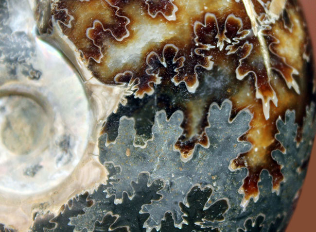 180グラムオーバー!厚みのあるマダガスカル産アンモナイト(Ammonite sp.)。菊の葉模様が全面を覆います。(その7)