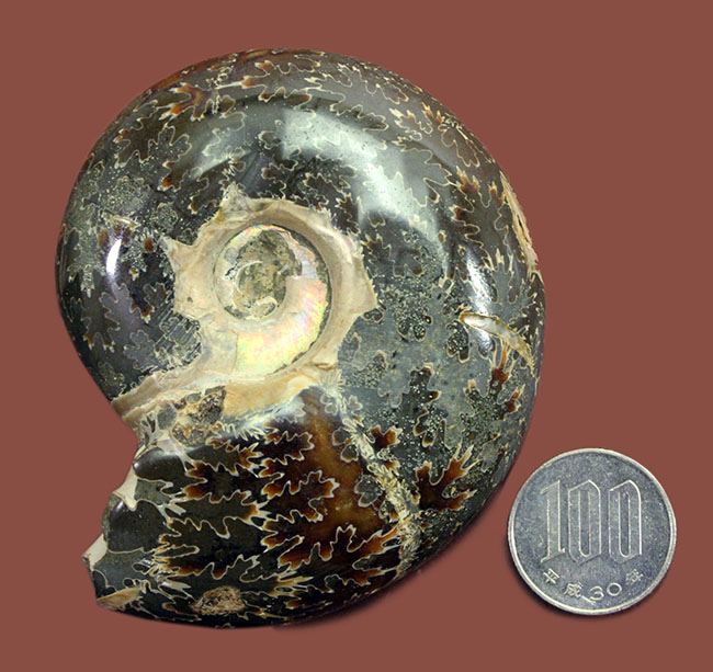 １８０グラムオーバー！厚みのあるマダガスカル産アンモナイト（Ammonite sp.）。菊の葉模様が全面を覆います。（その8）