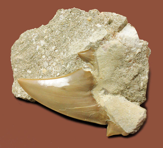 コレクションされるべき極上の保存状態！メガロドンの先祖と目される絶滅巨大ザメ、オトダスの歯化石（その1）