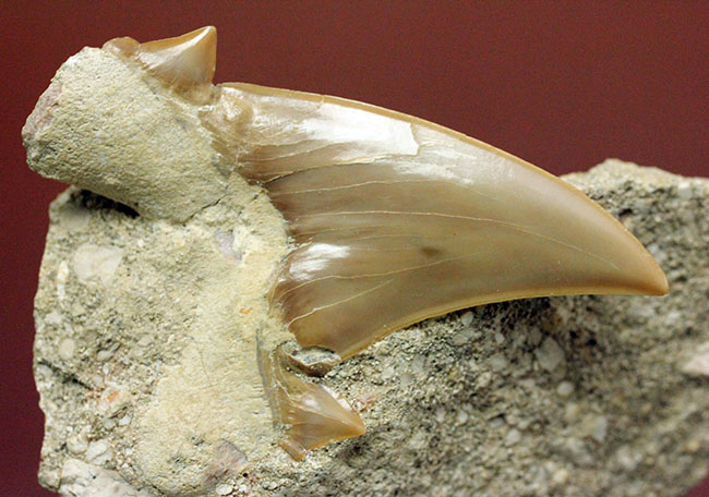 コレクションされるべき極上の保存状態！メガロドンの先祖と目される絶滅巨大ザメ、オトダスの歯化石（その12）