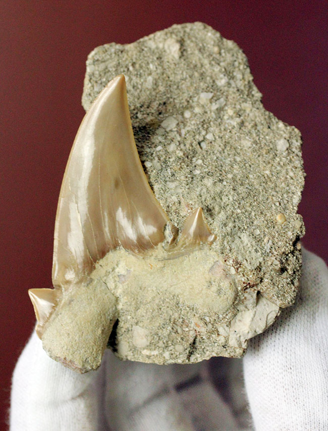 コレクションされるべき極上の保存状態！メガロドンの先祖と目される絶滅巨大ザメ、オトダスの歯化石（その2）
