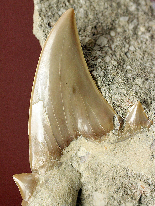 コレクションされるべき極上の保存状態！メガロドンの先祖と目される絶滅巨大ザメ、オトダスの歯化石（その3）