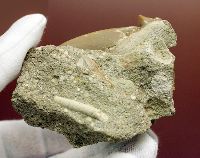 コレクションされるべき極上の保存状態！メガロドンの先祖と目される絶滅巨大ザメ、オトダスの歯化石（その5）