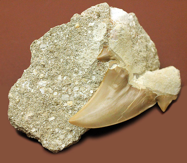 コレクションされるべき極上の保存状態！メガロドンの先祖と目される絶滅巨大ザメ、オトダスの歯化石（その6）
