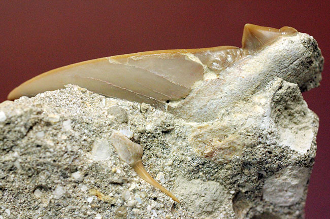 コレクションされるべき極上の保存状態！メガロドンの先祖と目される絶滅巨大ザメ、オトダスの歯化石（その9）