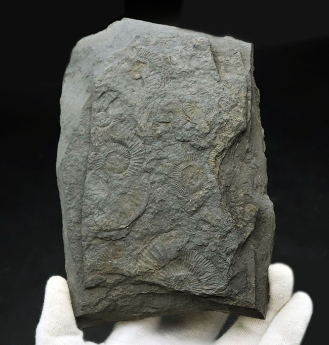 黒ジュラ！世界的化石産地の一つ、ドイツ・ホルツマーデン産の有名なアンモナイト、ダクチリオセラス（Dactylioceras）の群集化石（その1）