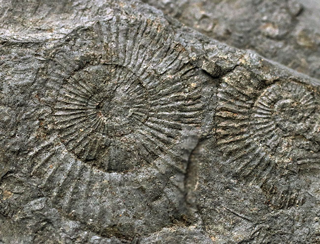 黒ジュラ！世界的化石産地の一つ、ドイツ・ホルツマーデン産の有名なアンモナイト、ダクチリオセラス（Dactylioceras）の群集化石（その2）