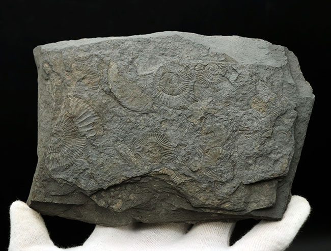 黒ジュラ！世界的化石産地の一つ、ドイツ・ホルツマーデン産の有名なアンモナイト、ダクチリオセラス（Dactylioceras）の群集化石（その3）