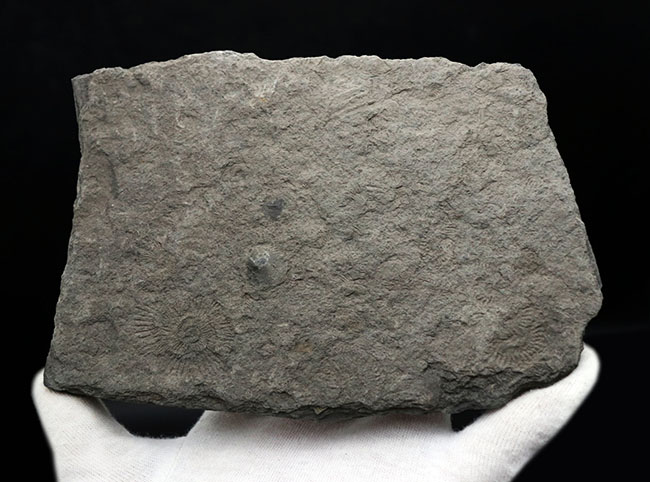 黒ジュラ！世界的化石産地の一つ、ドイツ・ホルツマーデン産の有名なアンモナイト、ダクチリオセラス（Dactylioceras）の群集化石（その4）