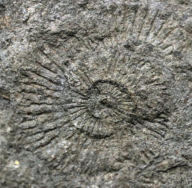 黒ジュラ！世界的化石産地の一つ、ドイツ・ホルツマーデン産の有名なアンモナイト、ダクチリオセラス（Dactylioceras）の群集化石（その5）