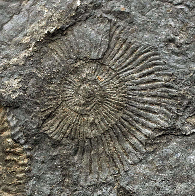 黒ジュラ！世界的化石産地の一つ、ドイツ・ホルツマーデン産の有名なアンモナイト、ダクチリオセラス（Dactylioceras）の群集化石（その6）