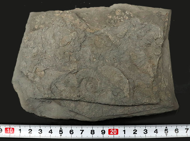 黒ジュラ！世界的化石産地の一つ、ドイツ・ホルツマーデン産の有名なアンモナイト、ダクチリオセラス（Dactylioceras）の群集化石（その8）