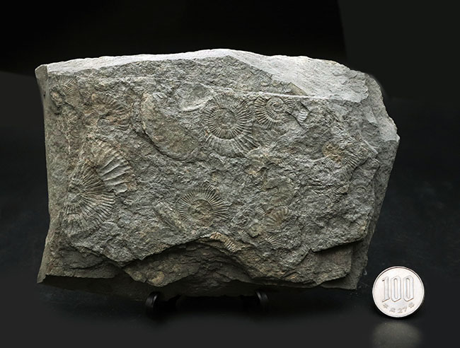 黒ジュラ！世界的化石産地の一つ、ドイツ・ホルツマーデン産の有名なアンモナイト、ダクチリオセラス（Dactylioceras）の群集化石（その9）