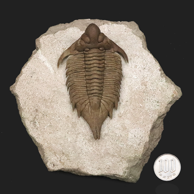 三葉虫の化石 美麗 キルトメトプス 本物保証 三葉虫の化石 美麗