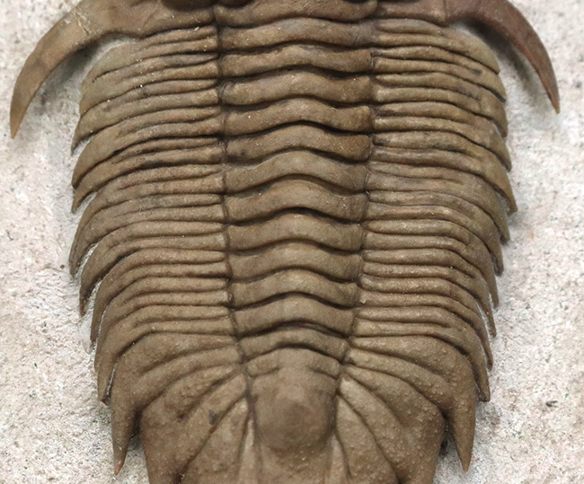 三葉虫の化石 美麗 キルトメトプス 本物保証 三葉虫の化石 美麗 キルトメトプス 本物保証 Amazon.co.jp: JIANEEXSQ