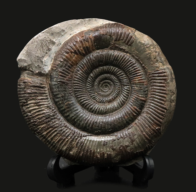 珍しい3D標本!イングランド・ウィットビー産のダクチリオセラス(Dactylioceras commune)の化石(その1)