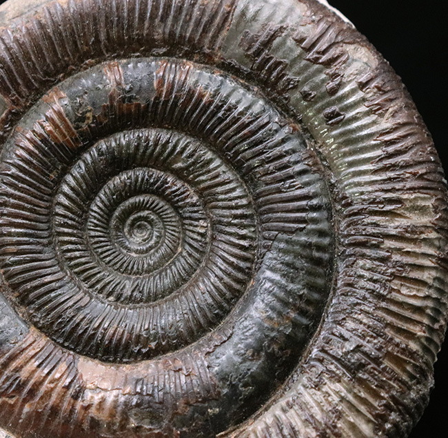 珍しい3D標本!イングランド・ウィットビー産のダクチリオセラス(Dactylioceras commune)の化石(その2)