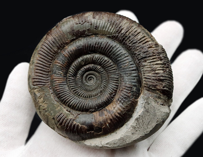 珍しい3D標本!イングランド・ウィットビー産のダクチリオセラス(Dactylioceras commune)の化石(その3)