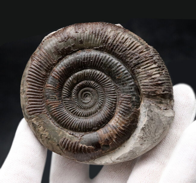 珍しい3D標本!イングランド・ウィットビー産のダクチリオセラス(Dactylioceras commune)の化石(その6)