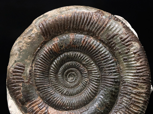 珍しい3D標本!イングランド・ウィットビー産のダクチリオセラス(Dactylioceras commune)の化石(その7)