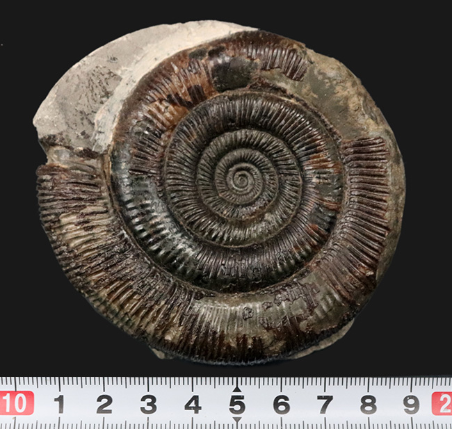 珍しい3D標本!イングランド・ウィットビー産のダクチリオセラス(Dactylioceras commune)の化石(その8)