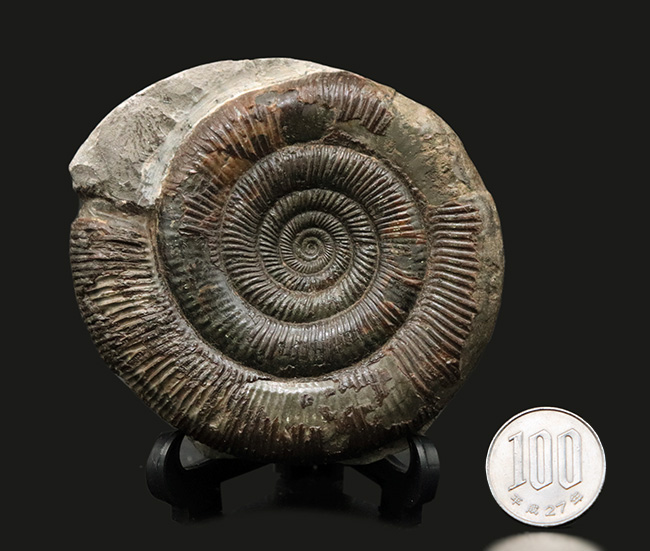 珍しい3D標本!イングランド・ウィットビー産のダクチリオセラス(Dactylioceras commune)の化石(その9)
