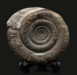 珍しい３Ｄ標本！イングランド・ウィットビー産のダクチリオセラス（Dactylioceras commune）の化石