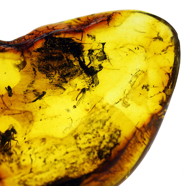 琥珀の世界的名産地、バルト海周辺産。複数の翅虫が内包。４０００万年以上前のバルト海産の琥珀（Amber）（その11）
